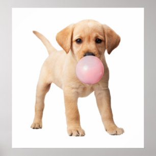 Labrador Retriever Welpe Bubble Gum Kinderkrippe Poster