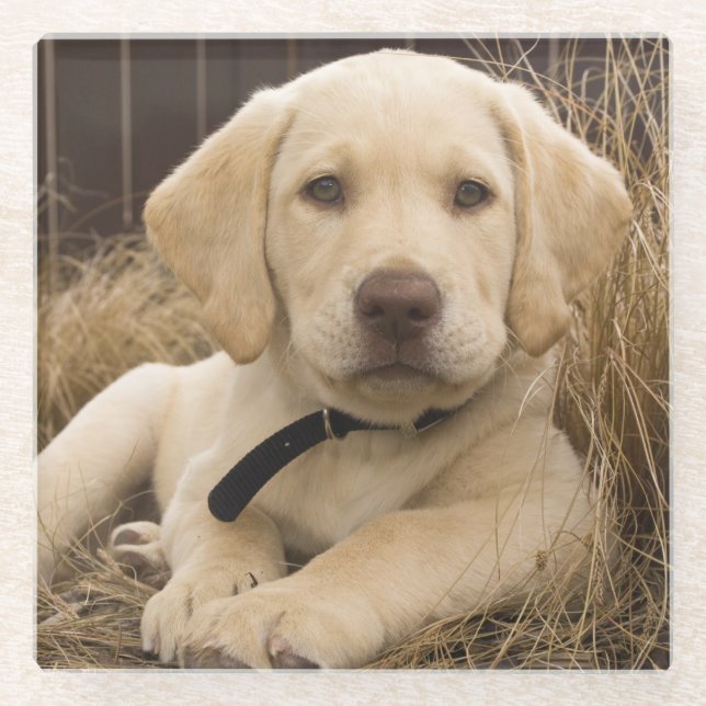 Labrador Retriever Welpe Glasuntersetzer (Vorderseite)