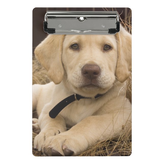 Labrador Retriever Welpe Mini Klemmbrett (Vorderseite)