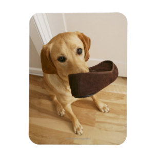 Labrador retriever-Welpe mit Pantoffel in seinem Magnet