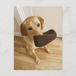 Labrador Retriever Welpe mit Slipper in seinem Postkarte
