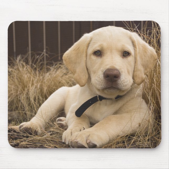 Labrador Retriever Welpe Mousepad (Vorne)