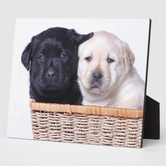 Labrador Retriever Welpen Fotoplatte (Seite)