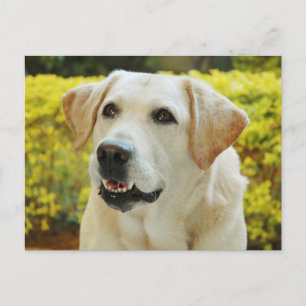 Labrador Retriever Welpen-Hund Postkarte