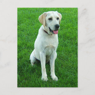 Labrador Retriever Welpen-Hund Postkarte