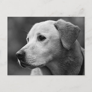 Labrador Retriever Welpen-Hund Postkarte