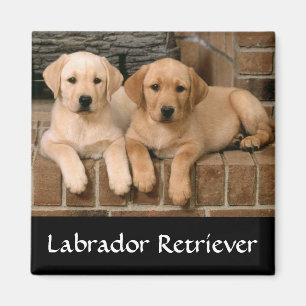 Labrador Retriever Welpen Kühlschrankmagnet