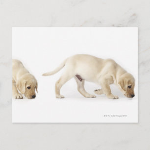 Labrador Retriever Welpenwanderung Postkarte
