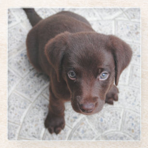 Labrador Schokoladenwelpen zweiter Sitzplatz Glasuntersetzer