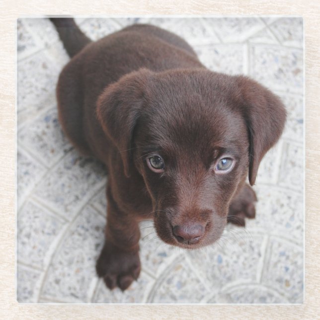 Labrador Schokoladenwelpen zweiter Sitzplatz Glasuntersetzer (Vorderseite)