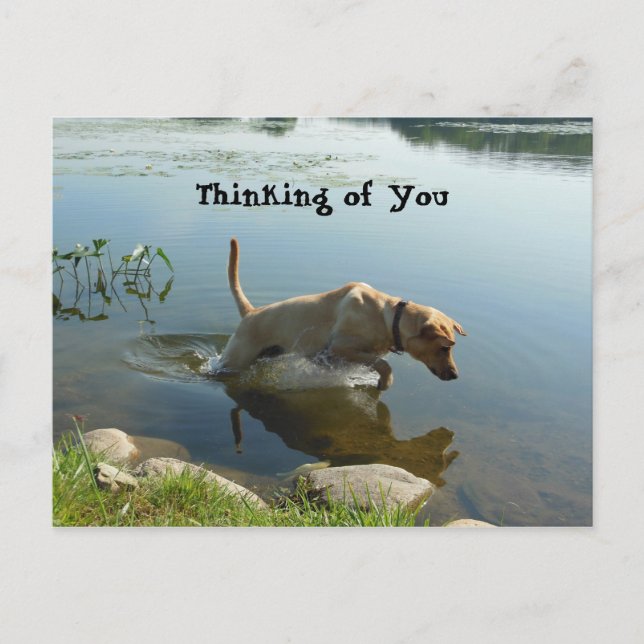 Labrador-Sprünge Denken Sie an Sie Postkarte (Vorderseite)