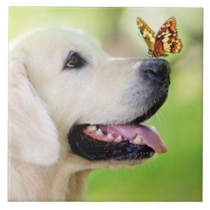 Labrador und Schmetterlingswirbel Kissen Fliese