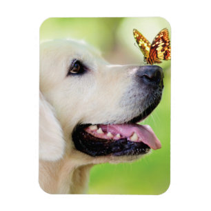 Labrador und Schmetterlingswirbel Kissen Magnet