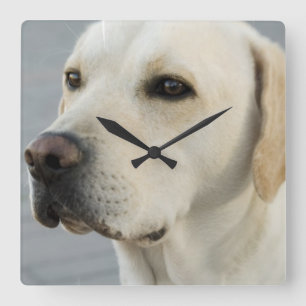 Labrador-Wand-Uhr Quadratische Wanduhr