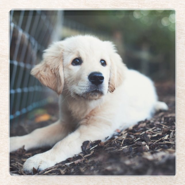 Labrador-Welpe, der im Garten spielt Glasuntersetzer (Vorderseite)