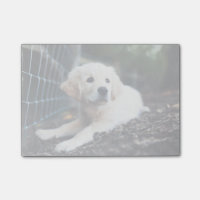 Labrador-Welpe, der im Garten spielt