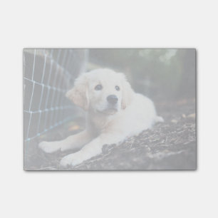 Labrador-Welpe, der im Garten spielt Post-it Klebezettel