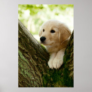 Labrador-Welpe, der in einer Waldeinstellung sitzt Poster
