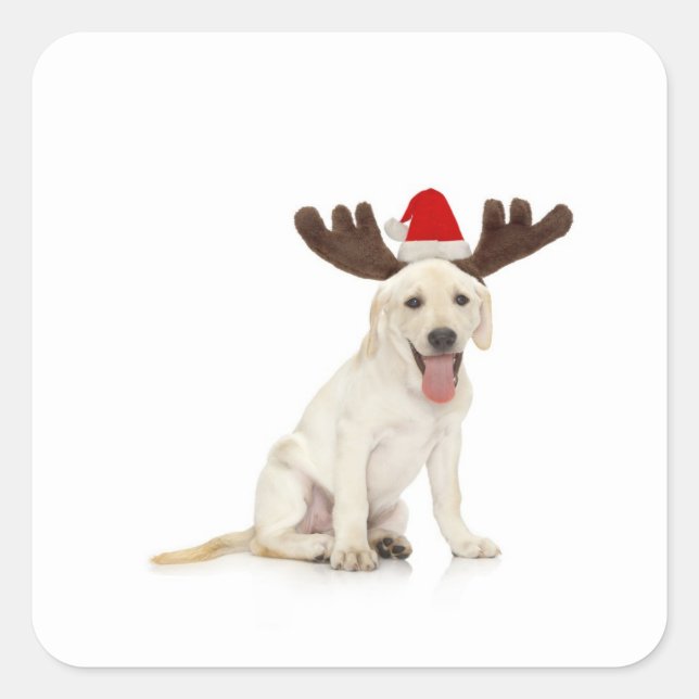 Labrador Welpenhalter Quadratischer Aufkleber (Vorderseite)