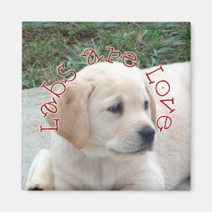 Labradore sind Liebe Magnet