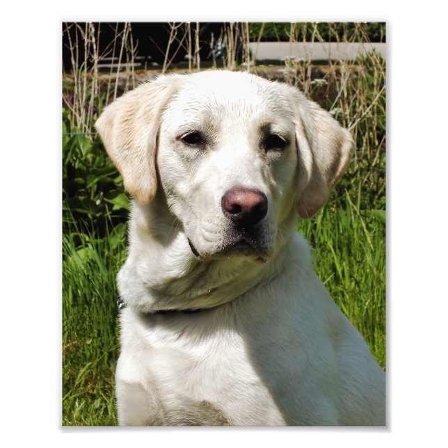 LABRADORS FOTODRUCK (Vorne)