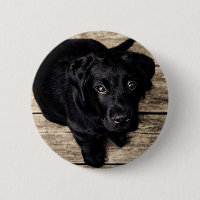 Labradorwelpe