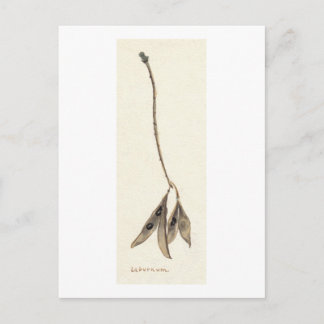 Laburnum Seeds Postkarte