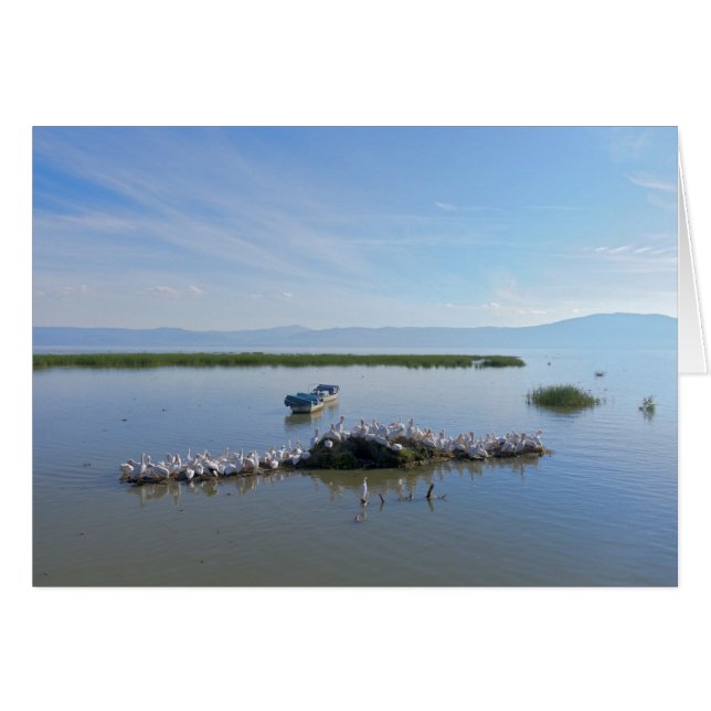 Lac Chapala Pelicans (Devant Horizontal)