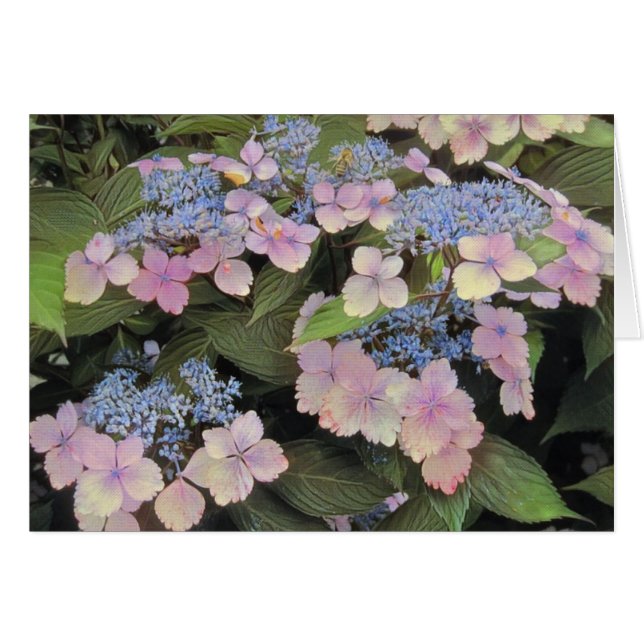 Lace Cap Hydrangea (Vorderseite (Horizontal))