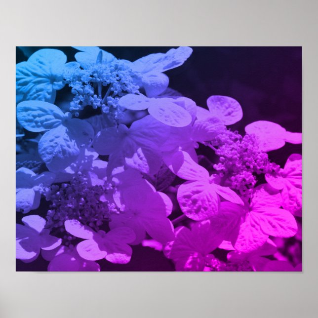 Lacecap Hydrangea Blume schwarz und weiß gestriche Poster (Vorne)