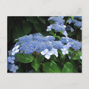Lacecap Hydrangea ~ carte postale