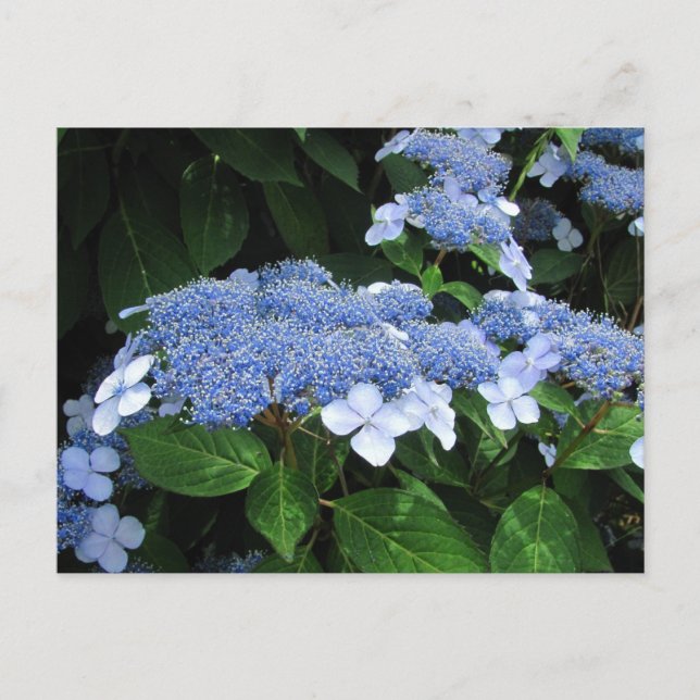 Lacecap Hydrangea ~ Postkarte (Vorderseite)