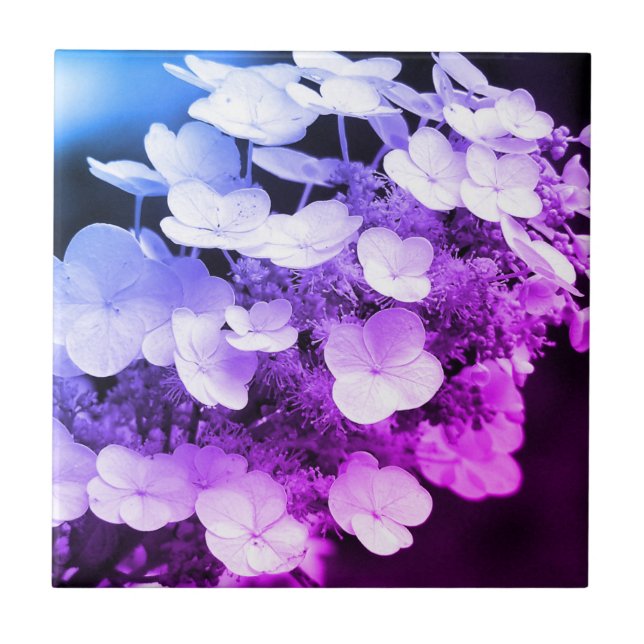 Lacecap Hydrangea Schwarz-Weiß-Farbton  Fliese (Vorderseite)