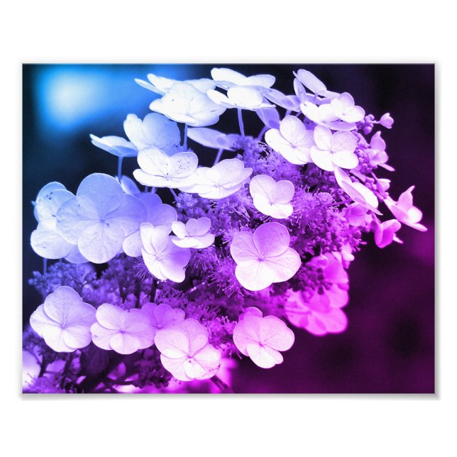 Lacecap Hydrangea Schwarz-Weiß-Farbton Fotodruck (Vorne)