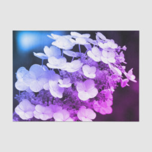 Lacecap Hydrangea Schwarz-Weiß-Farbton Seidenpapier