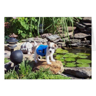 Lacey le gardien de sauvetage