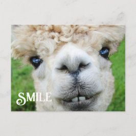 Lächeln Alpaca Llama Funny Farm Animal Smile Postkarte