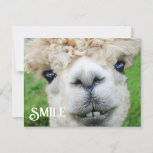 Lächeln Alpaca Llama Funny Farm Animal Smile Postkarte