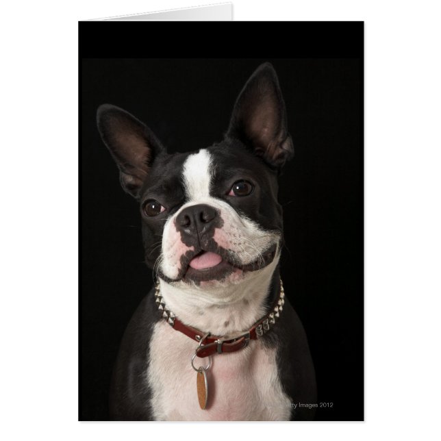 Lächeln Boston Terrier (Vorne)