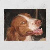 Lächeln Brittany Spaniel