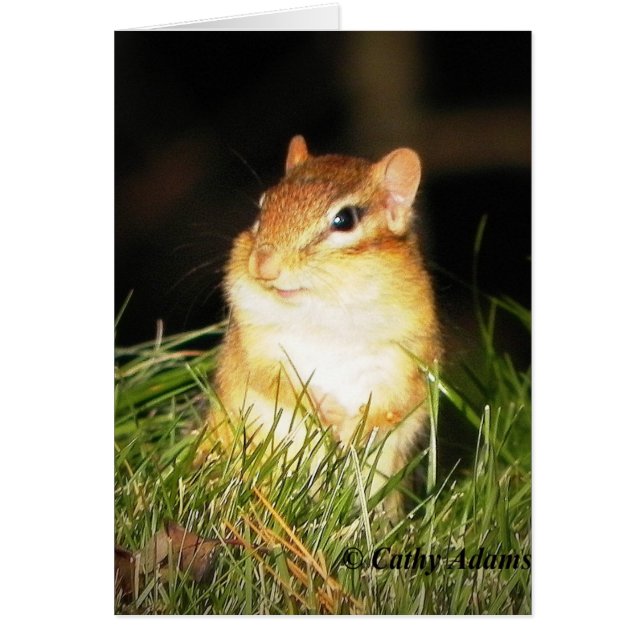 Lächeln Chipmonk (Vorne)