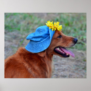 Lächeln des Golden Retriever in Hut Poster