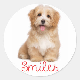 Lächeln Havanese Tan Welpe Hund Hallo Runder Aufkleber