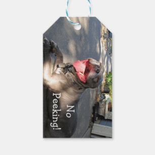 Lächeln von Pitbull-Geschenk-Tag Geschenkanhänger