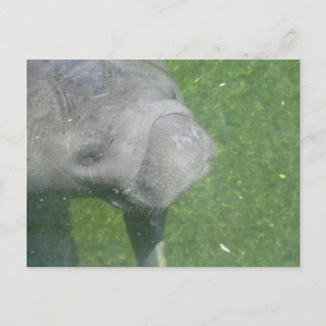 Lächelnasse Tierwasser-Foto Postkarte (Vorderseite)