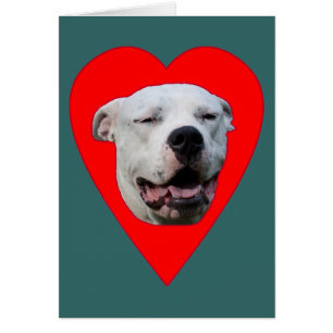 Lächelnd Dogo Argentino