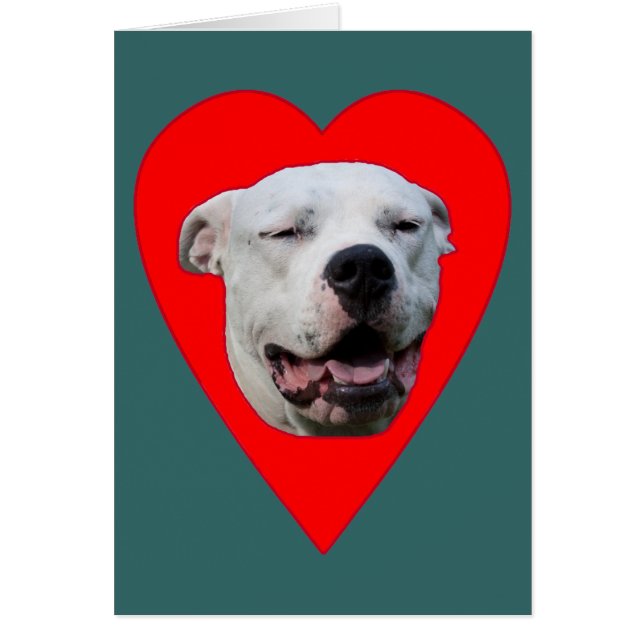 Lächelnd Dogo Argentino (Vorne)