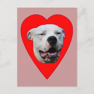 Lächelnd Dogo Argentino Postkarte