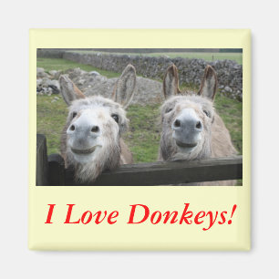Lächelnd Donkeys! Magnet