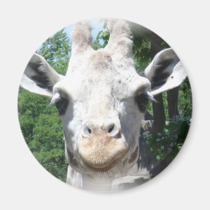 Lächelnd Giraffe Magnet